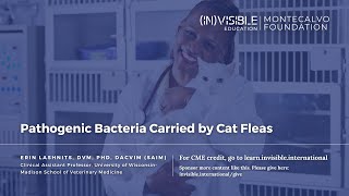 Pathogenic Bacteria Carried by Cat Fleas [upl. by Herzen230]