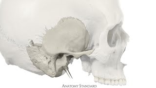 Anatomy Standard for Neurocranium Temporal bones [upl. by Jaquenette]