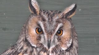 Long Eared Owl at Screech Owl Sanctuary [upl. by Hafital964]