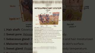 Integumentary system anatomy and physiology by medical20 Integumentarysystem [upl. by Klement742]