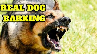 1 HOUR ANGRY DOG BARKING COMPILATION  Barking Video For Dog to Make Your Dog Bark [upl. by Eisak203]