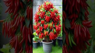 WOW Great planting skills to Harvest more Chilies or peppers farming satisfying garden [upl. by Nogaem720]