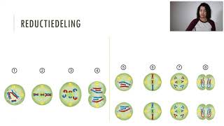 Meiose reductiedeling VMBO [upl. by Nyvets]