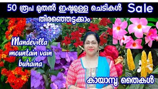 ഒരു ലോഡ് വെറൈറ്റി പൂച്ചെടികൾ saleplants for salebig saleJasmins world [upl. by Oicnanev895]