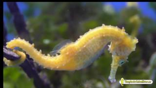 Hippocampus barbouri amarillos en wwwtiendadecaballitoses [upl. by Adev]