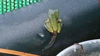 Froglets first time out of the water [upl. by Trista]