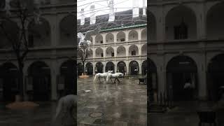 Lipizzaner Stables in Vienna [upl. by Svirad815]