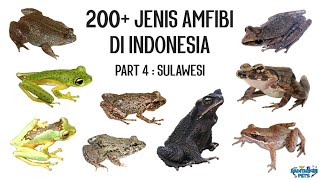 200 Jenis Amfibi di Indonesia  Part 4  Sulawesi [upl. by Alehcim]