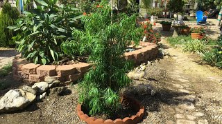 Planting a Podocarpus Henkelii in Rocky Soil Zone 10a [upl. by Sabra]