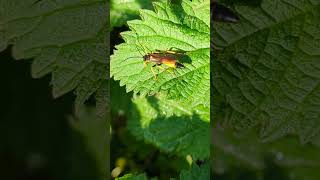 A really stunning yellow Ichneumon Wasp on Nettles [upl. by Diskson]