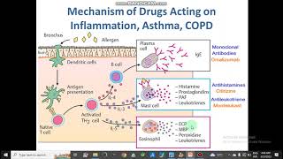 Mechanism of Respiratory Drug Action AntitussiveBranchodilatorsAsthmaCOPDExpectorants pharmacy [upl. by Anamor]