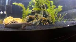 Bichir amp Hujeta Gar feeding [upl. by Harvie]