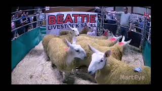 North Country Cheviot Sale Beattie Livestock Centre  6th September 2024  Portion of Sale [upl. by Maram]