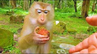 Monkey Lila enjoys eating Rambutans tastily  aaronfamilyTV855 [upl. by Suelo]