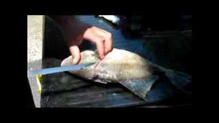 Fillet Triggerfish With Ease [upl. by Kissel]