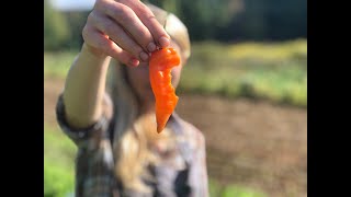 How to Eat a Habanada Pepper [upl. by Htinek872]