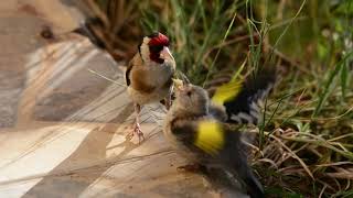 SAKA KUŞU VE YAVRUSUCarduelis carduelis [upl. by Ramel682]