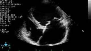 Myxomatous AV Valve Disease  Echocardiogram  Dog [upl. by Bohannon]