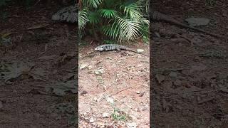 Lagarto Grande Lagarto Passeando Perto de Casa [upl. by Aliakam]