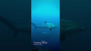 Scuba Diving with Thresher Shark in Malapascua Island Cebu  RKing [upl. by Ardnoyek]