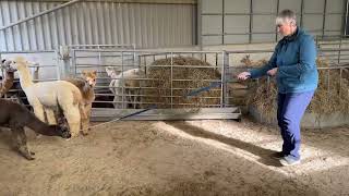 Training a cria to walk in a head collar [upl. by Anaid]