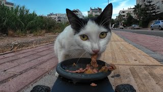 Beautiful stray cat gets delicious wet cat food [upl. by Leahcimnaes]