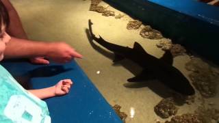 Petting the sharks at Newport Aquarium [upl. by Bartley]