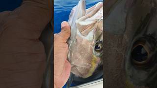 Almaco jack fishing laguaira venezuela xtremefisherman [upl. by Llecram667]