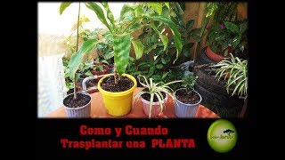 Como y Cuando TRASPLANTAR UNA PLANTA [upl. by Amber433]