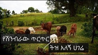 Ethiopian music Amharic Getamesay Abebe Yeshinbraw Tirtir Tiz Alegn  የሽንብራው ጥርጥር ትዝ አለኝ [upl. by Sihun]