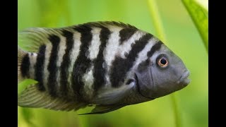 Convict Cichlids Breeding  5 amazing facts on breeding Convict Cichlid Zebra Cichlids fish [upl. by Aihsilat]