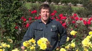 International Rose Garden at Adelaide Botanic Garden [upl. by Lancaster]