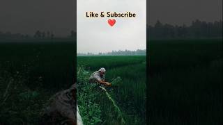 Grass cutter ❤️RajeshuddinVlog1991 grass cuttershortfeed [upl. by Eetnuahs]