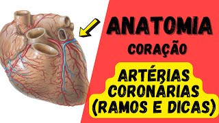 ANATOMIA  Quais são os ramos das artérias coronárias [upl. by Gaivn]