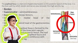 Popliteal fossa Anatomy [upl. by Aenyl]