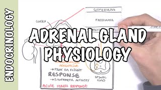 Endocrinology  Adrenal Gland Hormones [upl. by Eirelam]