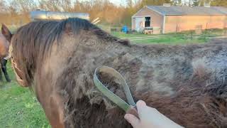 Late Spring Grooming Video  Horse Who Didnt Lose Her Winter Coat Due to Worms Worming Her Worked [upl. by Lambrecht587]