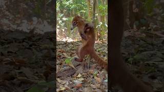 Hilarious Coati Cant Stop Scratching [upl. by Doralia149]