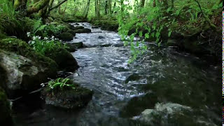 8 Hours Relaxing Nature Sounds Forest RiverSleep RelaxationBirdsongSound of WaterJohnnie Lawson [upl. by Coreen]