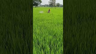 Dhan ki khet me dawai chhidakate hua [upl. by Annod]