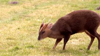 Woodland Wildlife of Britain Muntjac Deer Reevess Muntjac Muntiacus reevesi [upl. by Vala]