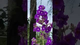 Large Leaf Princess Flower Tibouchina grandifolia floridaflowers [upl. by Eelannej]