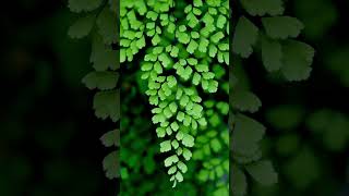 Avenca  Adiantum CapillusVeneris plantas plantsmakepeoplehappy nature flowers garden [upl. by Remde]