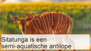 Sitatunga is een semiaquatische antilope [upl. by Norej]