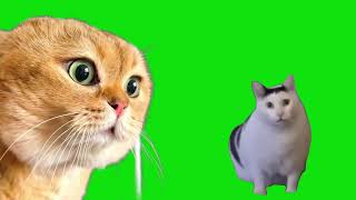 Talking Cat vs Cat Saying Huh Meme Green Screen Template [upl. by Camroc806]