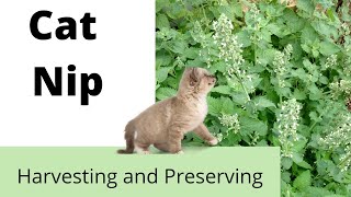 How to Harvest and Preserve Cat Nip  What is Cat Nip Used For [upl. by Temp]