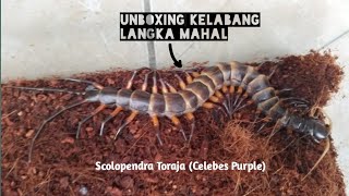 Unboxing Kelabang Langka Mahal Scolopendra Sp Toraja Celebes Purple [upl. by Uah]