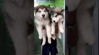 super giant alaskan malamute long hair alaskanmalamute [upl. by Enorel]