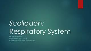 Scoliodon  Respiratory System [upl. by Keen]