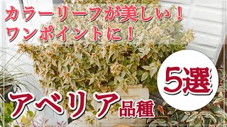 カラーリーフが美しい！ワンポイントに植えたい！アベリアの品種 5選 オシャレなお庭におすすめ植物【常緑低木】 [upl. by Burleigh]